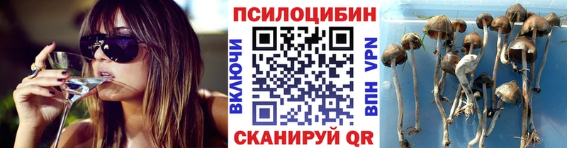 Псилоцибиновые грибы Cubensis  Купить закладки  Клинцы 